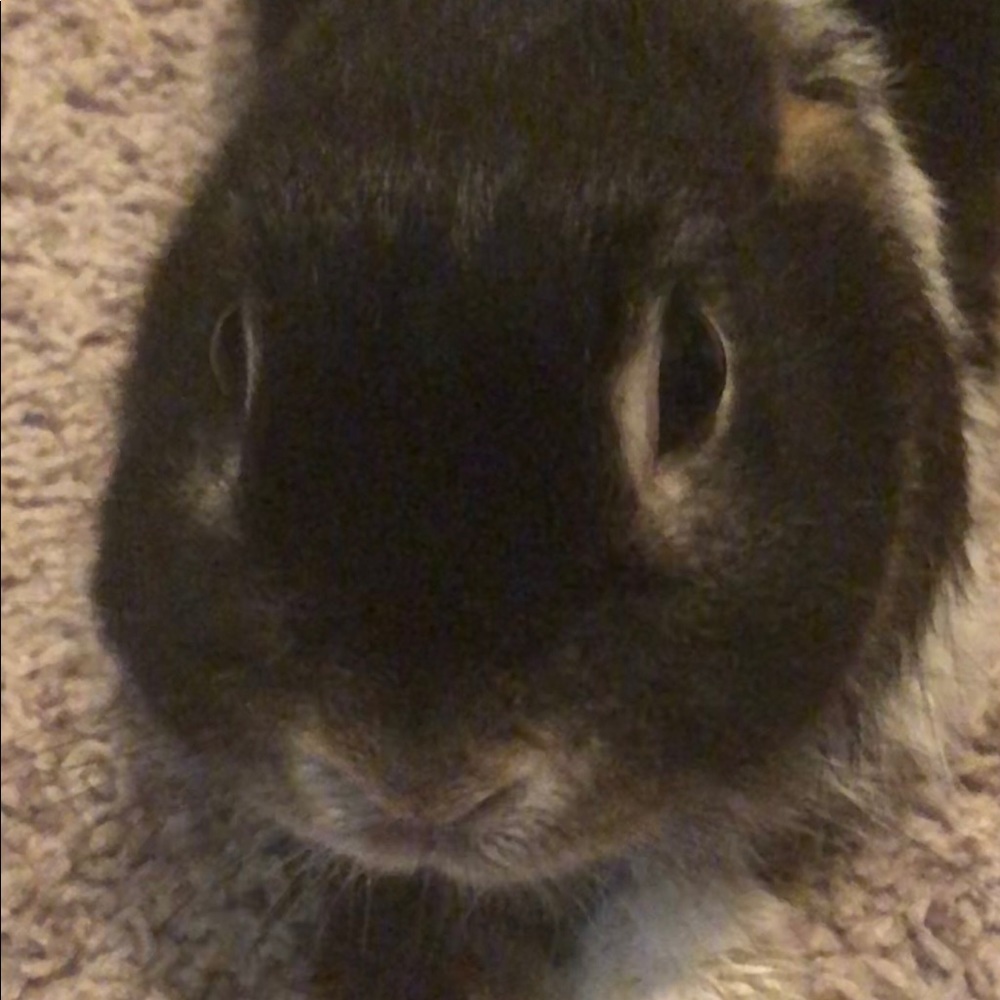 Meet your Posher, Patricia